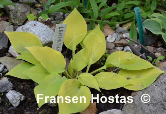 Hosta Lemontini - Fransen Hostas